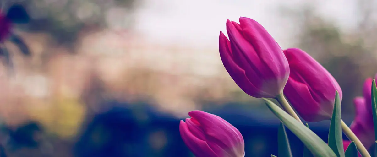 Responsive image