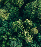 Setterwalls has assisted Soya Group in the acquisition of forest assets from Stora Enso