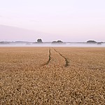 The Swedish Government is proposing new rules to enhance controls of fraud within the agri-food chain